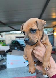 Cuccioli american Pitbull terrier