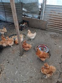 Galline moroseta