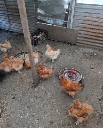 Galline moroseta