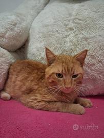 Ughetto gatto 2 anni