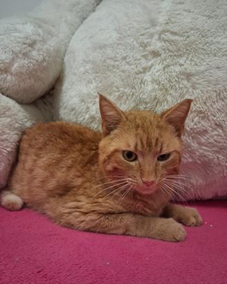 Ughetto gatto 2 anni