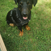 Jagd terrier maschio per accoppiamen