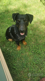 Jagd terrier maschio per accoppiamen