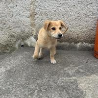 Cucciole
