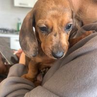 Bassotto kaninchen arlecchino