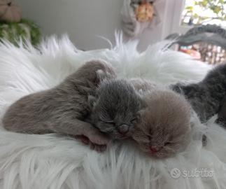 Ciccioli di british shorthair