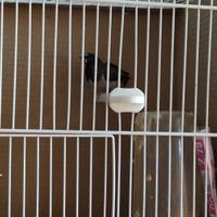 Passeri del Giappone