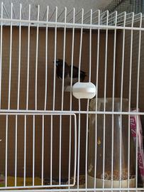 Passeri del Giappone