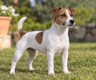 Jack Russell femmina di 5 anni