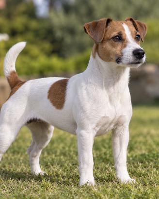 Jack Russell femmina di 5 anni