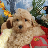 Colore Albicocca Scuro Cuccioli Maltipoo