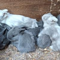 Conigli testa di leone