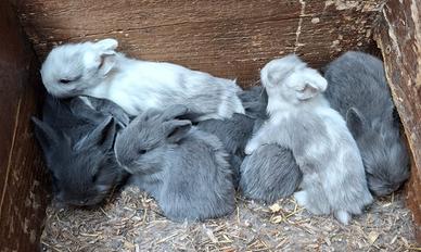 Conigli testa di leone