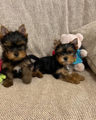 Yorkshire cuccioli con pedigree e test genetici