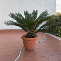 Palma pianta da esterno