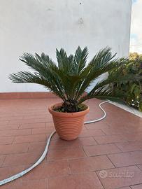 Palma pianta da esterno