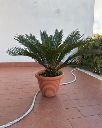 Palma pianta da esterno