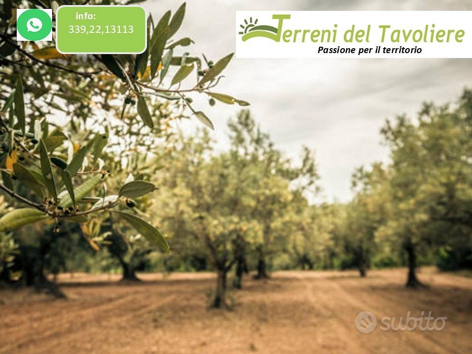 Uliveto con Seminativo 12.000 mq San Severo - Vista 3