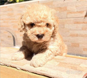 Cuccioli barboncino toy albicocca