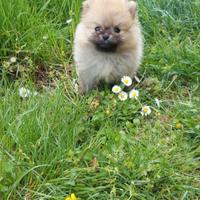 Cucciolina spitz volpino di pomerania nano