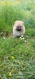 Cucciolina spitz volpino di pomerania nano