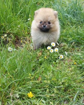 Cucciolina spitz volpino di pomerania nano