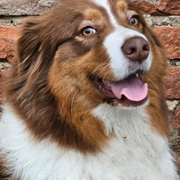 Cuccioli di pastore australiano