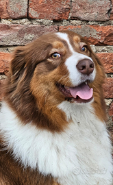 Cuccioli di pastore australiano