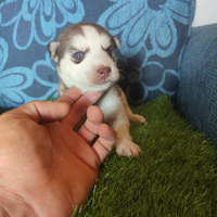 Cuccioli husky