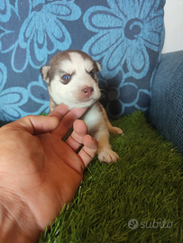 Cuccioli husky