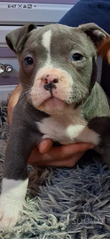 American Bully Pocket cuccioli