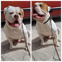 Bulldog Americano American Bulldog