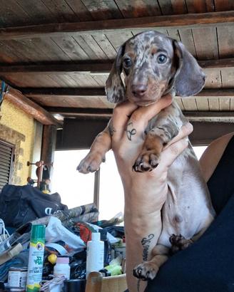 Basotto arlecchino