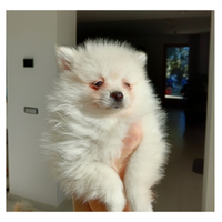 Spitz di Pomerania nano con pedigree ENCI