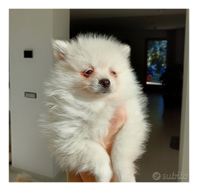 Spitz di Pomerania nano con pedigree ENCI