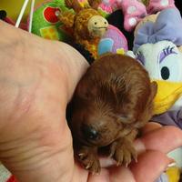 Barboncini mini e Toy