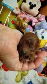 Barboncini mini e Toy