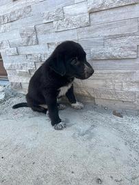 Meravigliosi cuccioli di 2 mesi