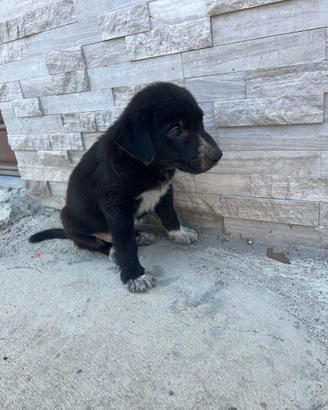 Meravigliosi cuccioli di 2 mesi