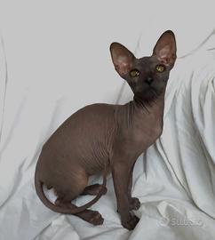 Sphynx