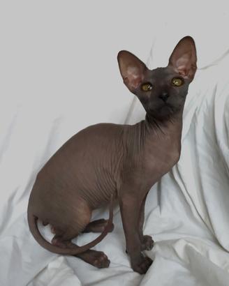 Sphynx