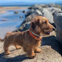 Bassotto Toy a pelo duro