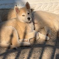 Cuccioli di huskita