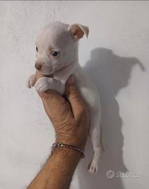 Chiuwaua Toy