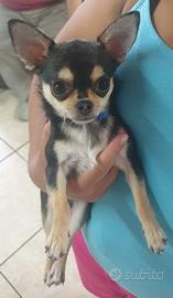 Chihuahua disponibile per monta
