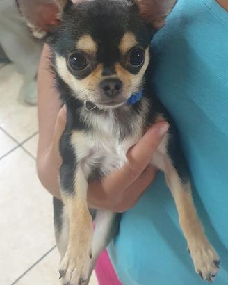 Chihuahua disponibile per monta