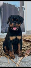 Rottweiler