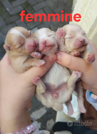 Spitz di pomerania nani