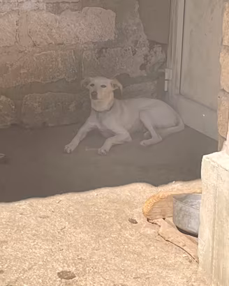 Cucciolo di potengo