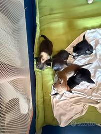 Mini chihuahua toy